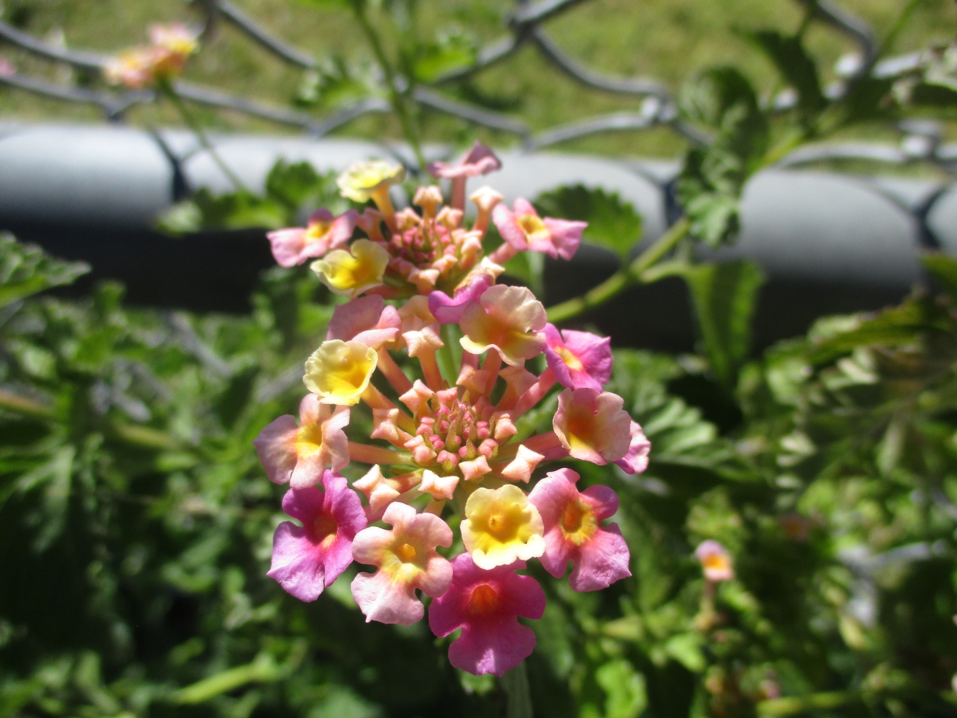 A pink and yellow flower on Pistor's campus