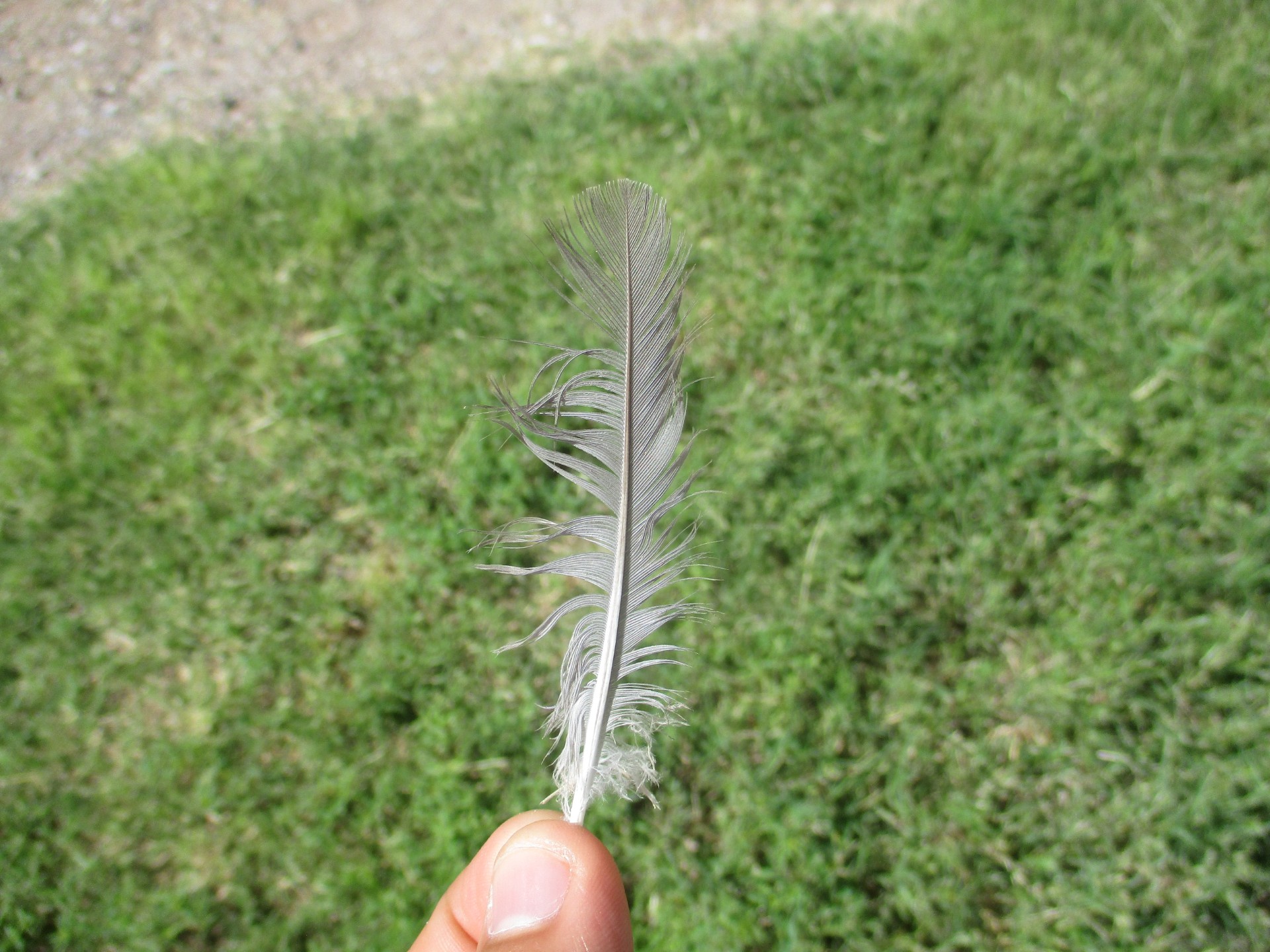 A student holds a feather